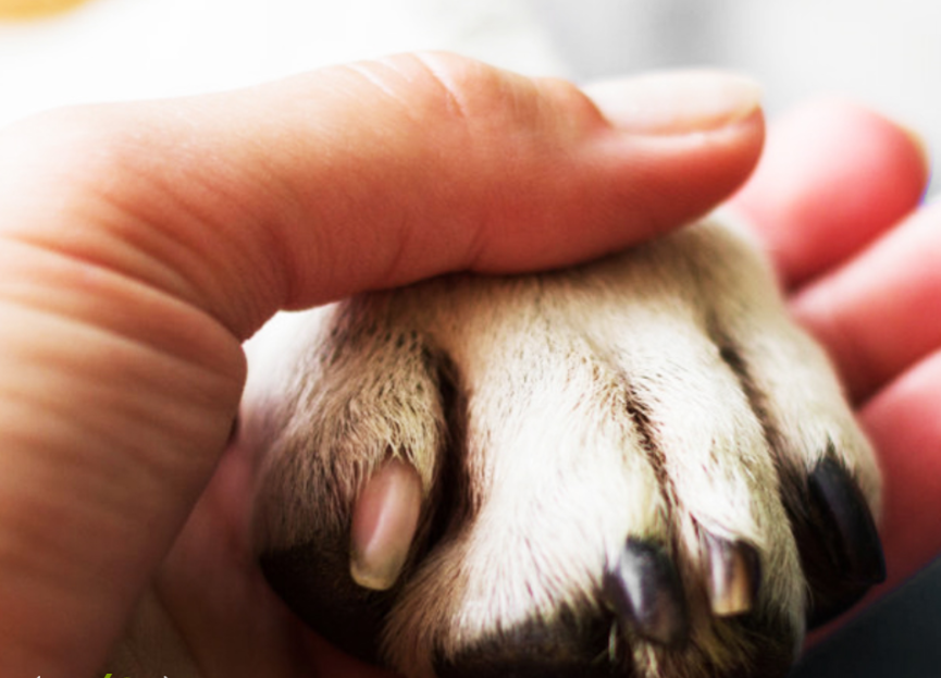 宠物猫疑食用信元产品离世 行业代工乱象与规范需求