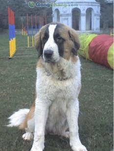 成都天达宠物训练代养全方位服务中心 专业训狗，让爱宠更优秀