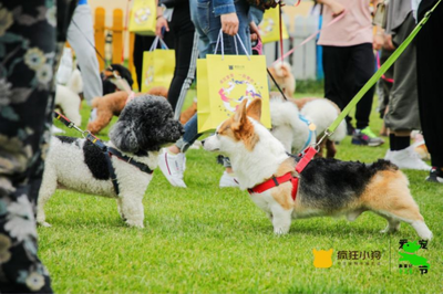 疯狂小狗携手京东宠物，共倡“528爱宠节”点亮它博会