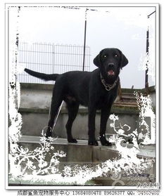 鲨鱼宠物服务中心 成都宠物行业的网络与信息安全软件开发